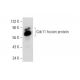 Cdc11 Antibody (C-9) - Western Blotting - Image 70429