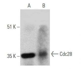 Cdc28 Antibody (G-7) - Western Blotting - Image 363284