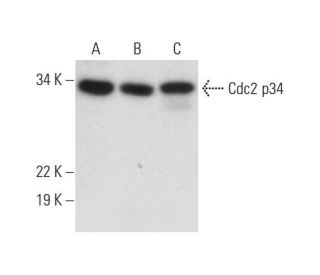 Cdc2 p34 Antibody (F-5) - Western Blotting - Image 299034 