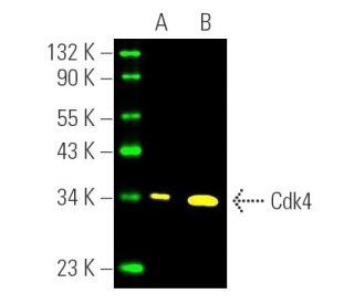 Cdk4 Antibody (DCS-35) - Western Blotting - Image 391190 