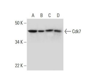 Cdk7 Antibody (C-5) - Western Blotting - Image 294545 