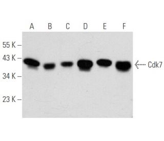 Cdk7 Antibody (G-5) - Western Blotting - Image 354718 