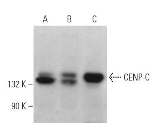 Sc 166099 PE CENP C C 6 PE Clinisciences