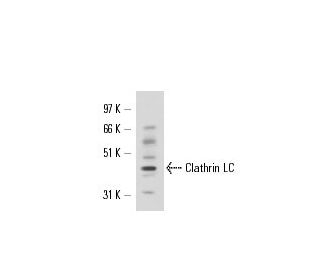 Clathrin Light Chain Antibody (3F133) - Western Blotting - Image 17544 