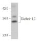 Clathrin Light Chain Antibody (3F133) - Western Blotting - Image 363919 