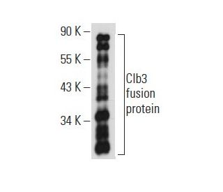 Clb3 Antibody (C-2) - Western Blotting - Image 57953