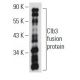 Clb3 Antibody (C-2) - Western Blotting - Image 57953