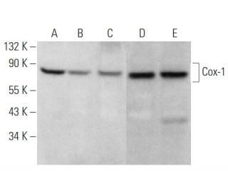 Cox-1 Antibody (6D317) - Western Blotting - Image 353680 