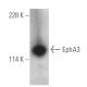 EphA3 Antibody (D-2) - Western Blotting - Image 399037