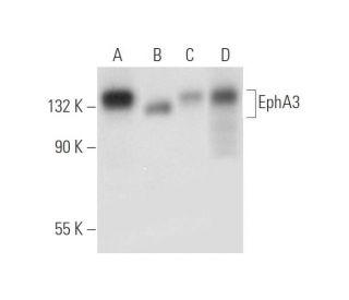 EphA3 Antibody (D-2) - Western Blotting - Image 316288 