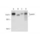 EphA3 Antibody (D-2) - Western Blotting - Image 316288 