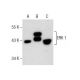 ERK 1 Antibody (G-12) - Western Blotting - Image 159770 