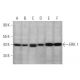 ERK 1 Antibody (G-12) - Western Blotting - Image 349301