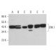 ERK 1 Antibody (G-12) - Western Blotting - Image 380629 