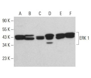 ERK 1 Antibody (G-12) - Western Blotting - Image 380629 