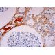 Factor VIII light chain Antibody (RFFVIII C/5) - Immunohistochemistry - Image 293352