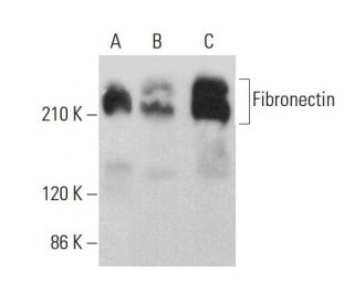 Fibronectin Antibody (617) - Western Blotting - Image 378964 