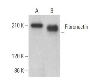 Fibronectin Antibody (C6F10) - Western Blotting - Image 375031 