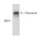 Fibronectin Antibody (Fn-4) - Western Blotting - Image 15718