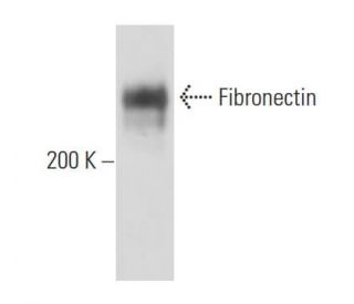 Fibronectin Antibody (Fn-4) - Western Blotting - Image 15718