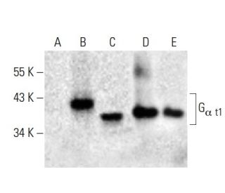 G<sub>&alpha; t1</sub> Antibody (F-12) - Western Blotting - Image 398500