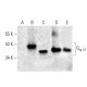 Gα t1 Antibody (F-12) - Western Blotting - Image 398500