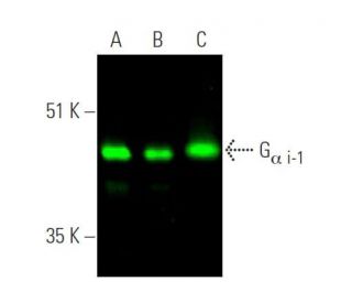 G<sub>&alpha; i-1</sub>/GNAI1 Antibody (R4) - Western Blotting - Image 374318 