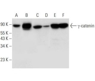 &gamma;-catenin Antibody (A-6) - Western Blotting - Image 314120 