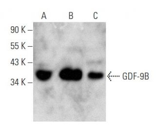 GDF-9B Antibody (F-7) - Western Blotting - Image 354421 