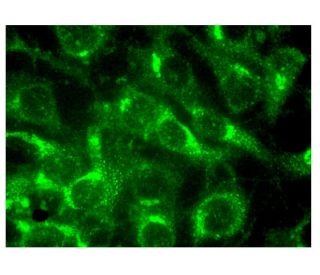 GM-CSF Antibody (H-3) - Immunofluorescence - Image 324949 