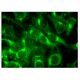 GM-CSF Antibody (H-3) - Immunofluorescence - Image 324949 