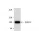 GM-CSF Antibody (H-3) - Western Blotting - Image 307999