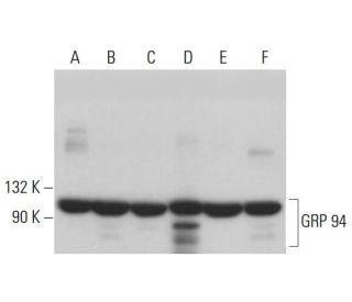 GRP 94 Antibody (9G10) - Western Blotting - Image 380885 