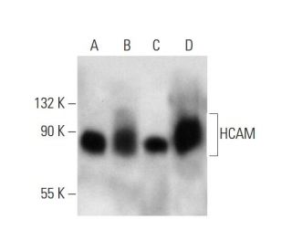 CD44 Antibody (IM7) - Western Blotting - Image 138553 