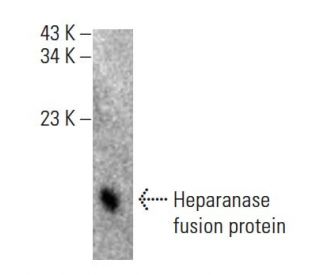 HPA1 Antibody (D-3) - Western Blotting - Image 398510