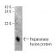 HPA1 Antibody (D-3) - Western Blotting - Image 398510