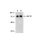 HSPA8/HSC70 Antibody (1B5) - Western Blotting - Image 21049 