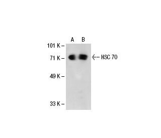 HSPA8/HSC70 Antibody (1B5) - Western Blotting - Image 21049 