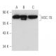 HSPA8/HSC70 Antibody (1B5) - Western Blotting - Image 55684