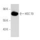 HSPA8/HSC70 Antibody (1B5) - Western Blotting - Image 93617 