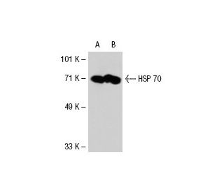 HSP70 Antibody (C92F3A-5) - Western Blotting - Image 21053 