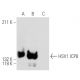 HSV-1 ICP8 Antibody (11E2) - Western Blotting - Image 13576