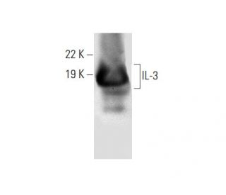 IL-3 Antibody (F-6) - Western Blotting - Image 301479