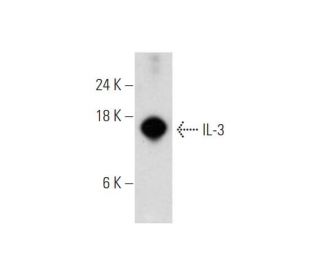 IL-3 Antibody (H-8) - Western Blotting - Image 345908