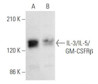 IL-3/IL-5/GM-CSFR&beta; Antibody (B-9) - Western Blotting - Image 354963 