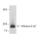 Influenza A m2 Antibody (14C2) - Western Blotting - Image 11590