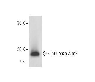 Influenza A m2 Antibody (14C2) - Western Blotting - Image 11590