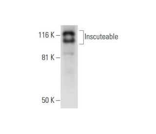 Inscuteable Antibody (C-8) - Western Blotting - Image 289611