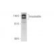 Inscuteable Antibody (C-8) - Western Blotting - Image 289611