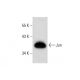 Jun Antibody (G-7) - Western Blotting - Image 306576